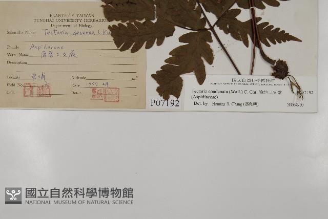 陰地三叉蕨藏品圖，第2張