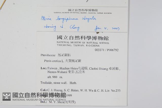 長葉鳳尾蕨藏品圖，第2張