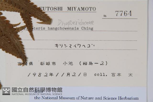 杭州鱗毛蕨藏品圖，第2張