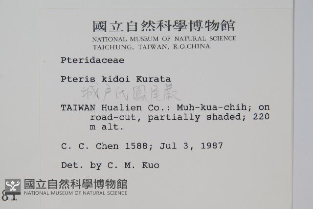 城戶氏鳳尾蕨藏品圖，第2張