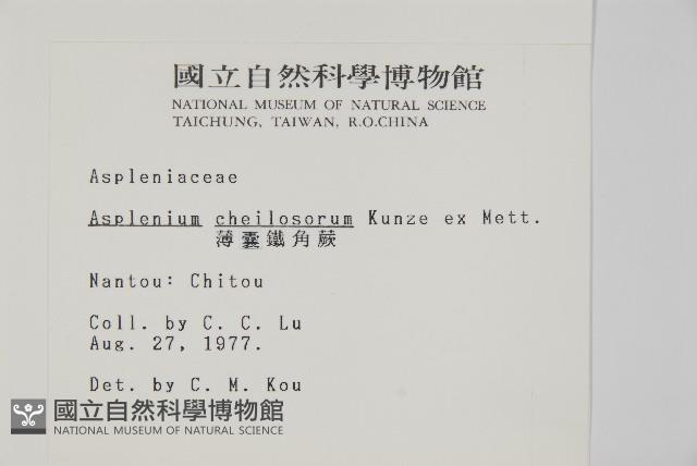 薄葉孔雀鐵角蕨、邊孢鐵角蕨藏品圖，第2張