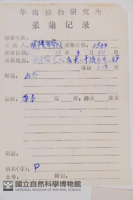 日本蹄蓋蕨藏品圖，第2張