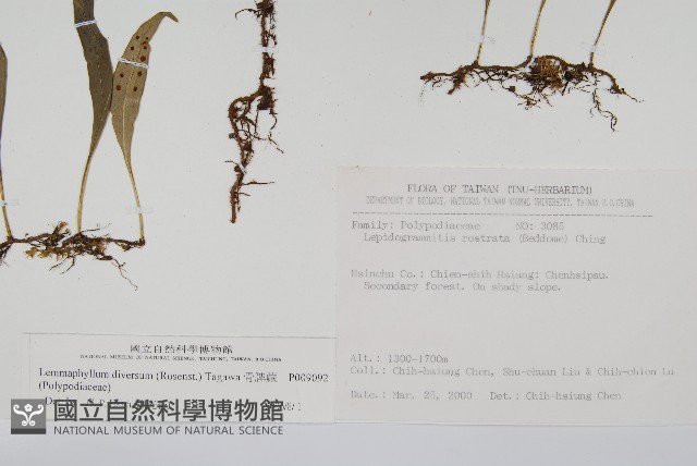 骨牌蕨藏品圖，第2張