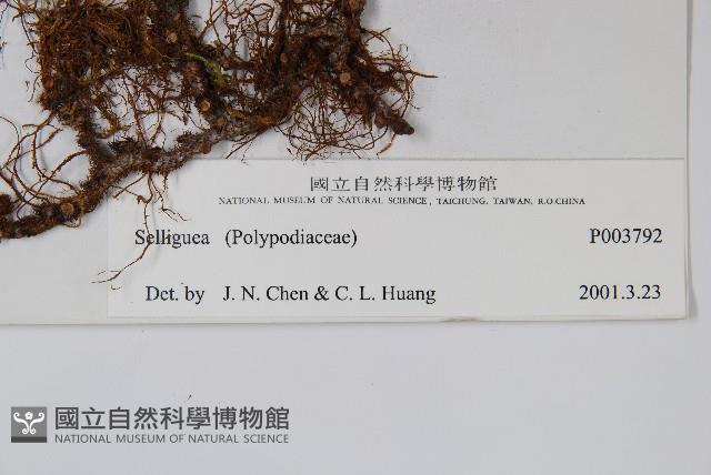 Accession Number:P003792 Collection Image, Figure 2, Total 2 Figures