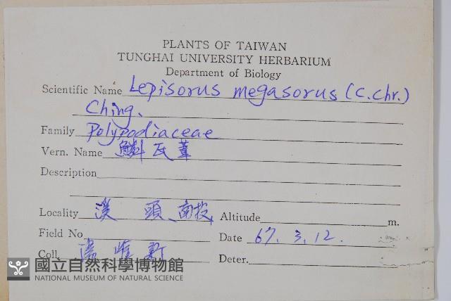 鱗瓦葦、長柄瓦葦藏品圖，第2張