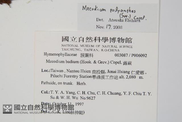 細葉蕗蕨藏品圖，第2張