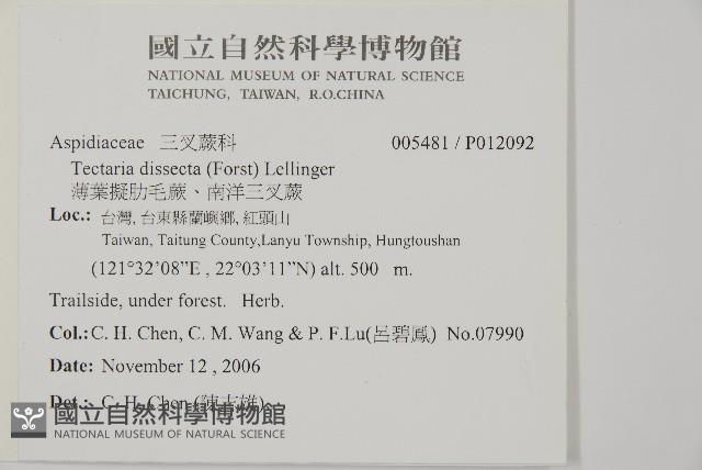 薄葉擬肋毛蕨、南洋三叉蕨藏品圖，第2張