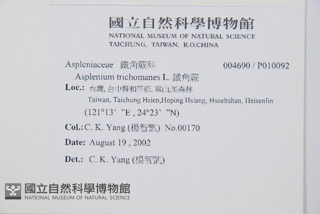 三翅鐵角蕨藏品圖，第2張