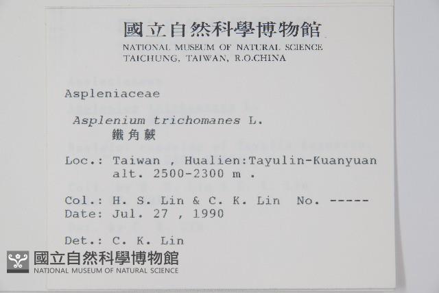 鐵角蕨藏品圖，第2張