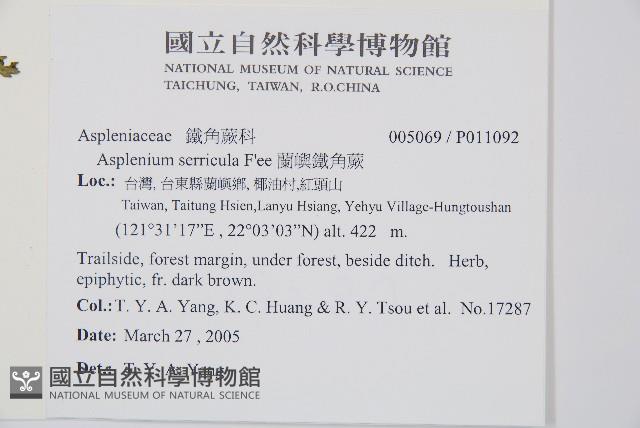 蘭嶼鐵角蕨藏品圖，第2張