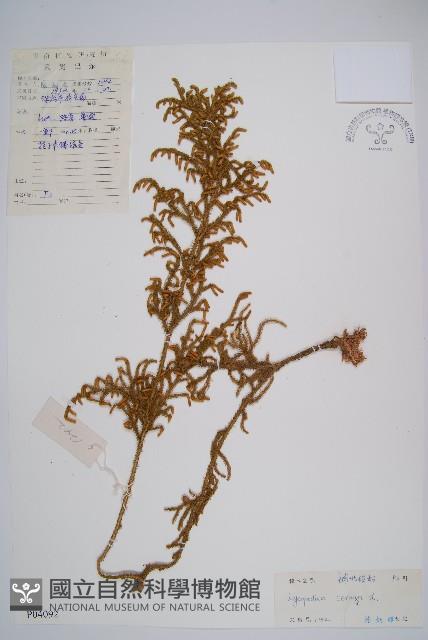 過山龍藏品圖，第1張