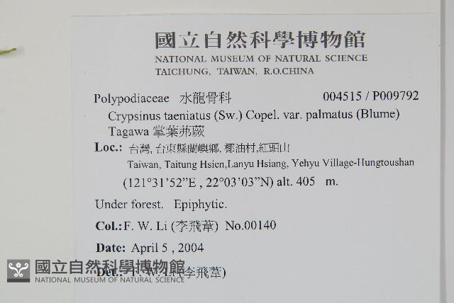 掌葉茀蕨藏品圖，第2張