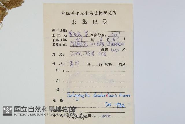 生根卷柏藏品圖，第2張