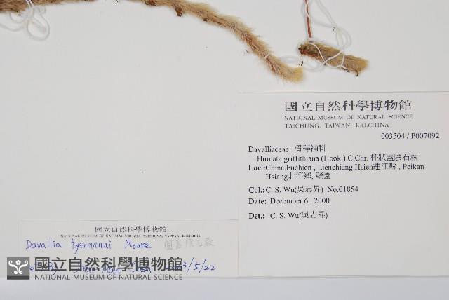 圓蓋陰石蕨藏品圖，第2張