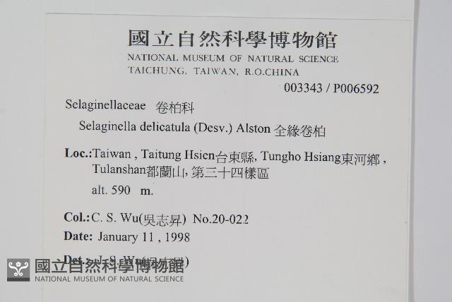 全緣卷柏藏品圖，第2張