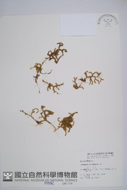 過山龍藏品圖，第1張