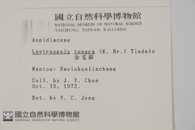 金毛蕨藏品圖，第2張