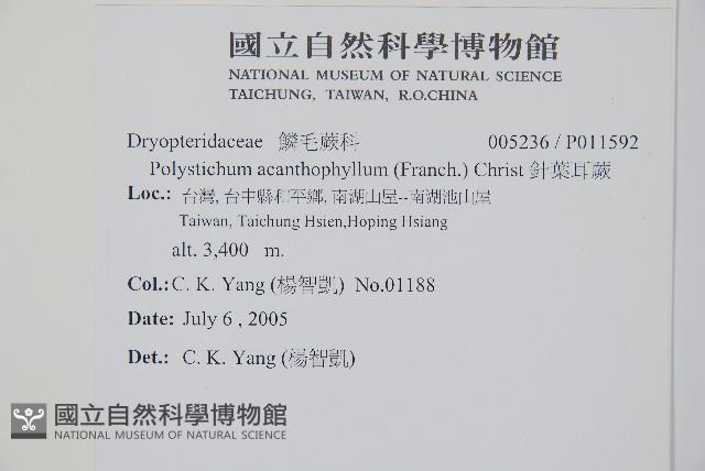 針葉耳蕨藏品圖，第2張