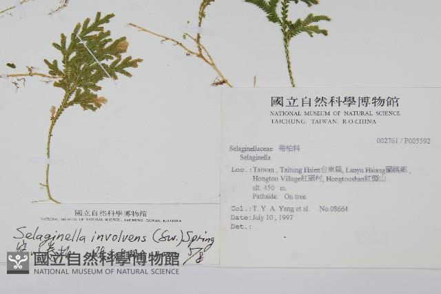 密葉卷柏藏品圖，第2張