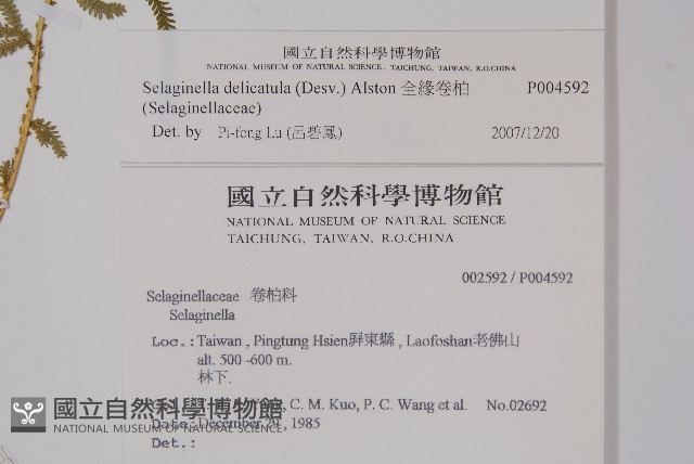 全緣卷柏藏品圖，第2張