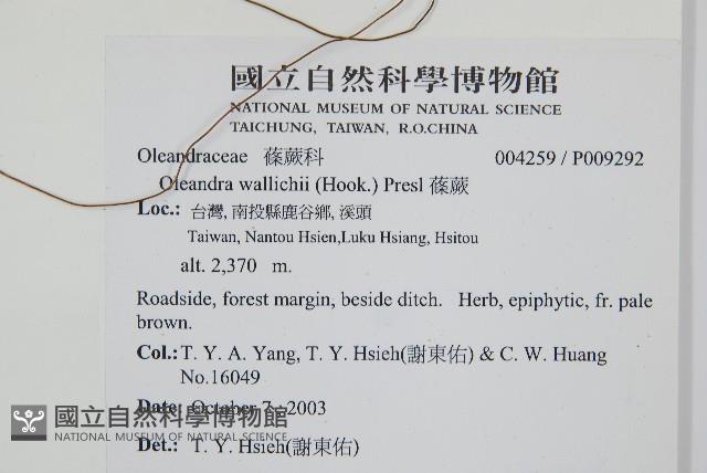 蓧蕨藏品圖，第2張