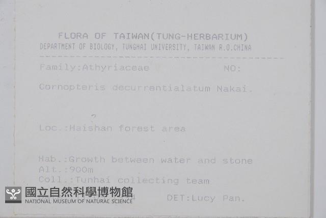 廣葉鋸齒雙蓋蕨藏品圖，第2張