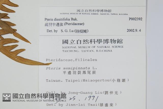 疏羽半邊旗藏品圖，第2張