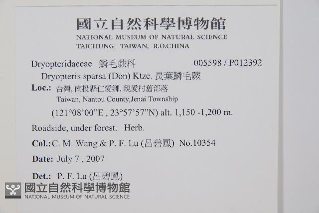 長葉鱗毛蕨藏品圖，第2張