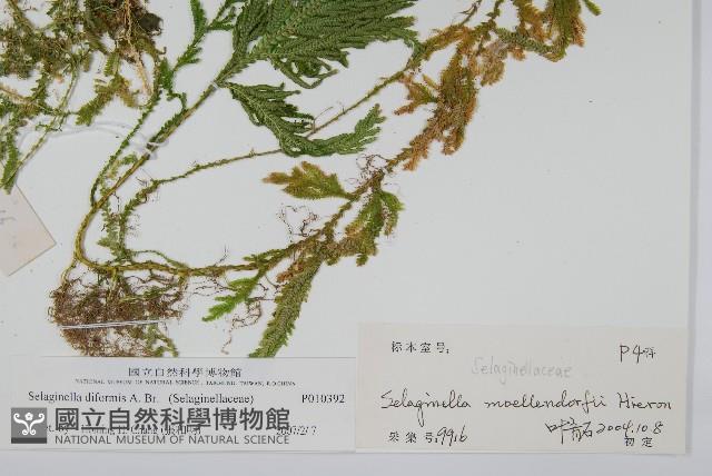 二形卷柏藏品圖，第2張