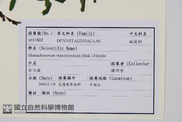 岩穴蕨藏品圖，第2張