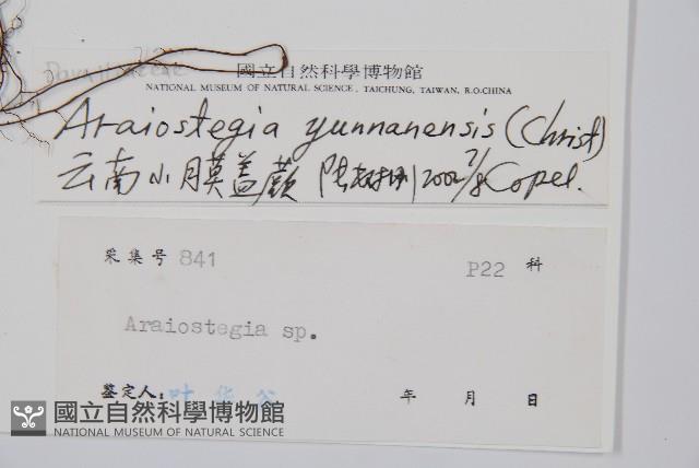 雲南小膜蓋蕨藏品圖，第2張