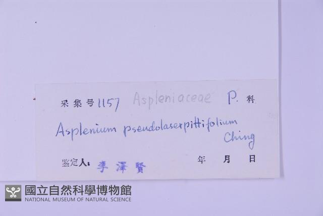 黑鱗鐵角蕨、假大羽鐵角蕨、大羽鐵角蕨藏品圖，第2張