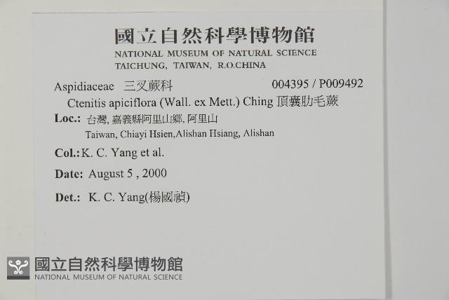 頂囊肋毛蕨藏品圖，第2張