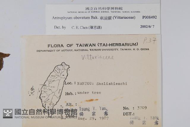 車前蕨藏品圖，第2張