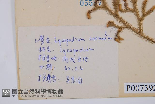 過山龍藏品圖，第2張