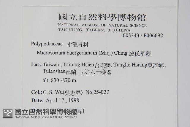 波氏星蕨藏品圖，第2張