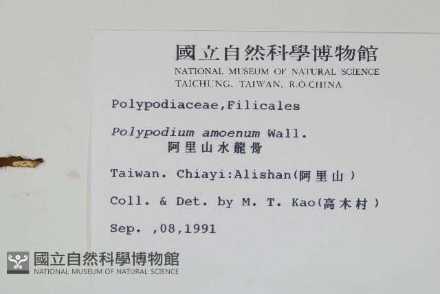 阿里山水龍骨藏品圖，第2張