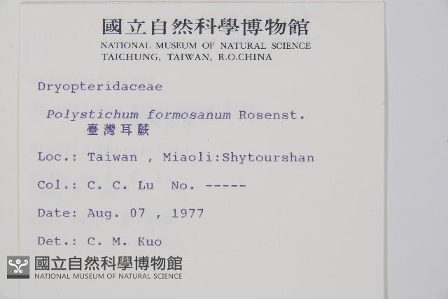 臺灣耳蕨藏品圖，第2張