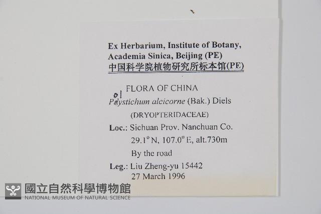 角狀耳蕨藏品圖，第2張