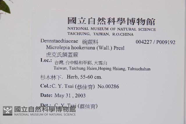 虎克氏鱗蓋蕨藏品圖，第2張