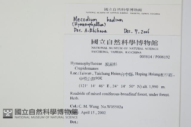 蕗蕨藏品圖，第2張