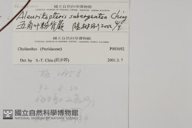 五角葉粉背蕨藏品圖，第2張