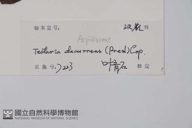 翅柄三叉蕨藏品圖，第2張