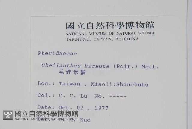 毛碎米蕨藏品圖，第2張