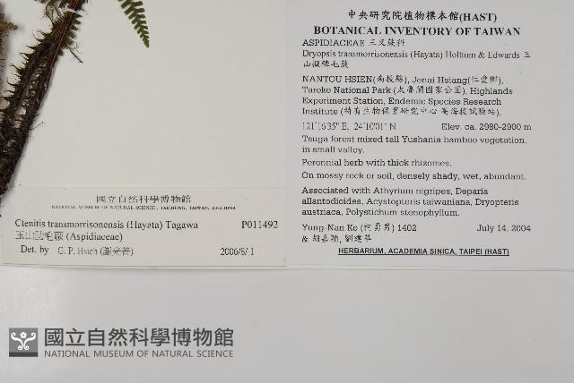 玉山肋毛蕨藏品圖，第2張