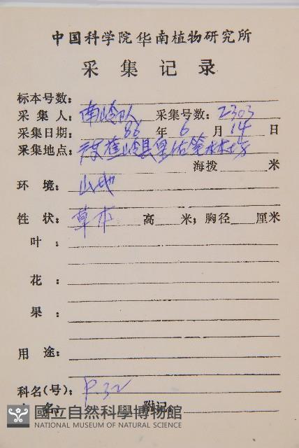 萊氏鐵角蕨藏品圖，第2張