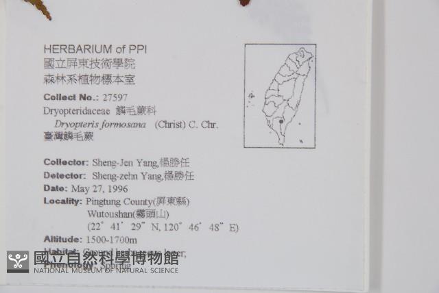 臺灣鱗毛蕨藏品圖，第2張