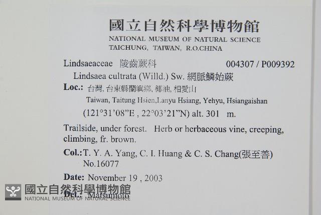 網脈鱗始蕨藏品圖，第2張