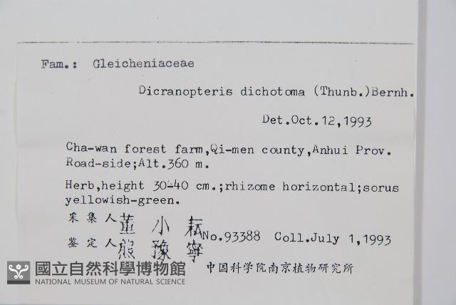 芒萁藏品圖，第2張