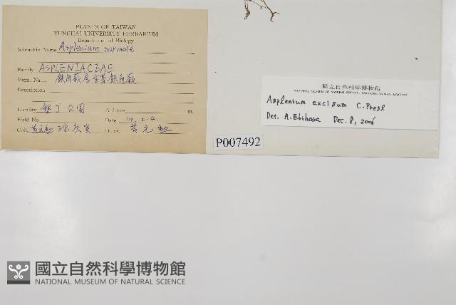 剪葉鐵角蕨藏品圖，第2張